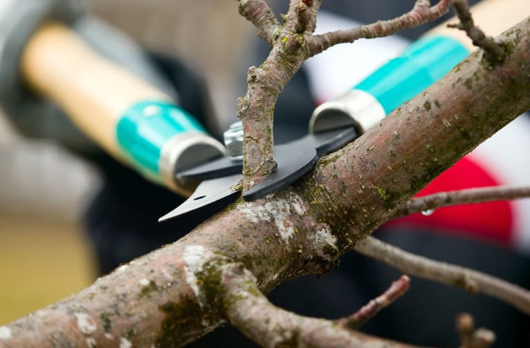 Pruning and Trimming Trees