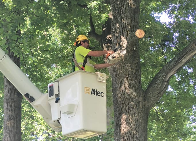 Tree Health and Maintenance