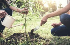Tree Planting and Preservation