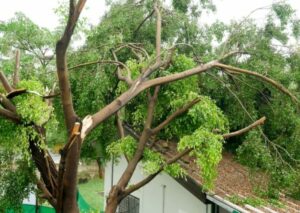 Tree Removal and Emergency Response
