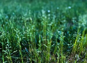 Understanding Your Grass Type