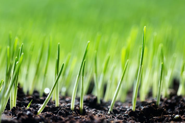 The Science Behind Grass Growth