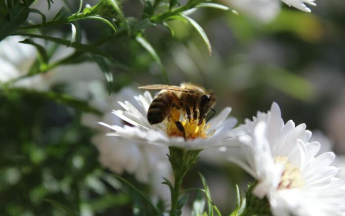 The Buzz About Bee-Friendly Gardening