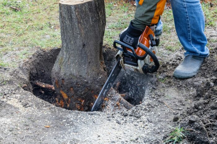 How to kill a tree stump