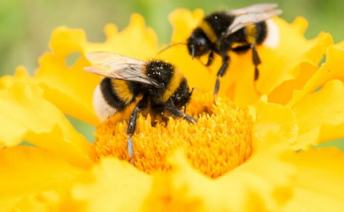 Educating the Family about bee