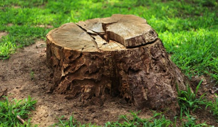How to kill a tree stump
