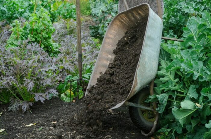 Mulch is an essential element in a healthy garden