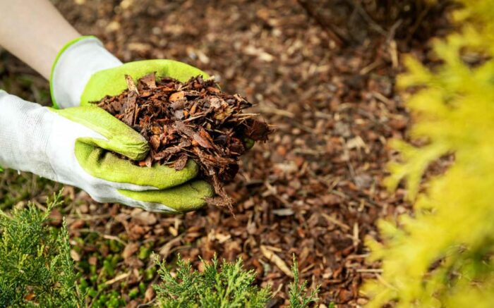 Multipurpose Role of Mulch in Your Garden