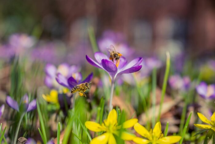 The Buzz About Bee-Friendly Gardening