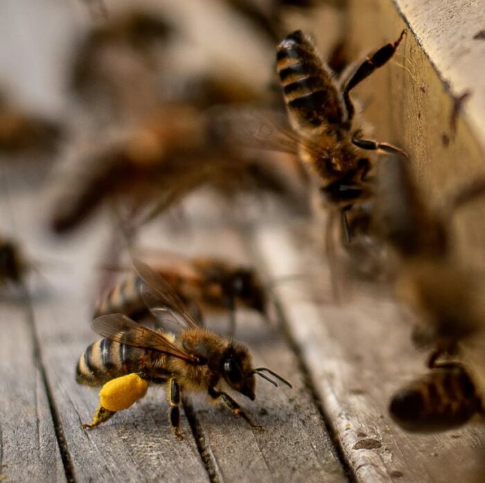 The Decline of Bee Populations
