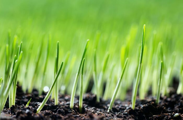 When to fertilize new grass
