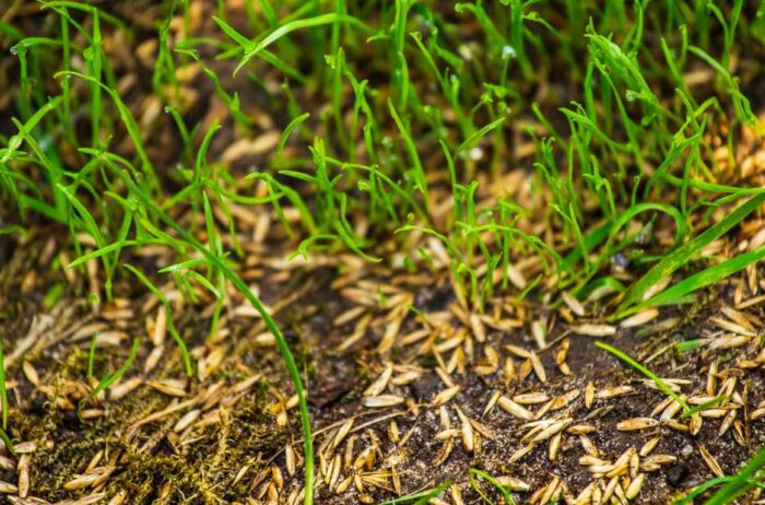 How Often Should You Overseed the Lawn